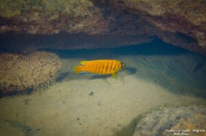 Tropheops sp. 'red fin' Hongi Rocks